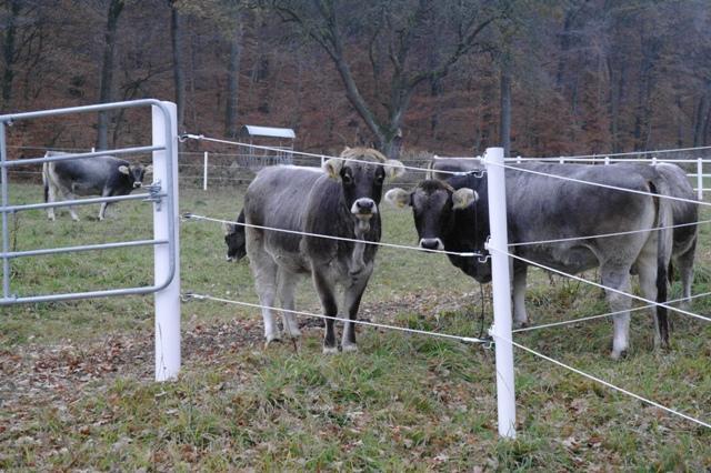 Pole X-tra Mast E65 90mm x 2m inkl. Abdeckung